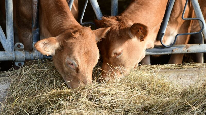 « On n’achète pas des vaches comme des slips sur Internet » : la méthode de François pour repeupler son cheptel après la dermatose.