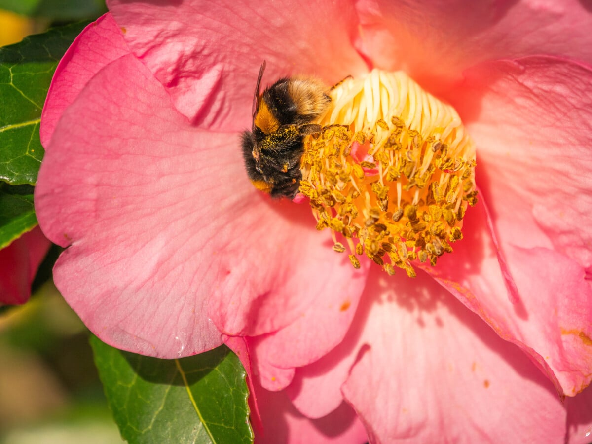 Dossier photo ouverture