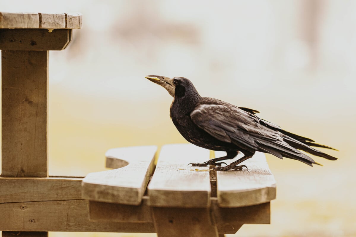 Dossier ouverture photo