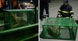 Panique à Sétif : découverte glaçante des pompiers dans une cage d'escalier
