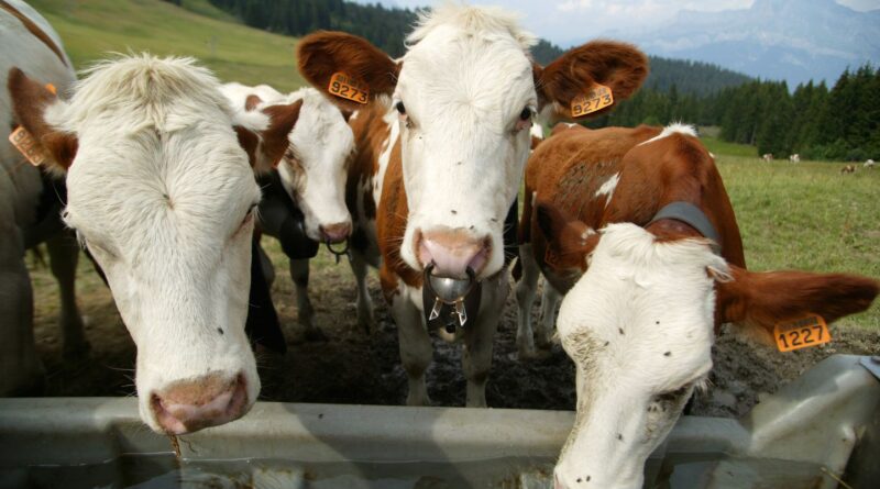 « Pascal, producteur laitier, raconte comment il a dû « tuer » ses vaches »