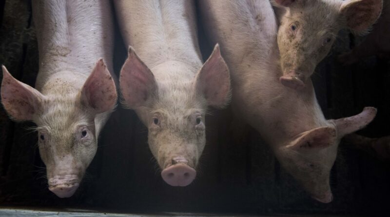Peste porcine africaine : éleveurs bretons redoutent « un cataclysme »