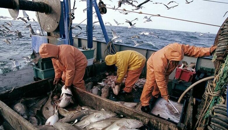 Port d'Al Hoceima : Débarquements de pêche en baisse de 5% à fin novembre