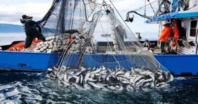Port de M'diq : 38 % d'augmentation des débarquements de pêche à fin novembre