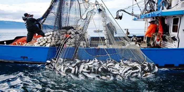 Port de M'diq : 38 % d'augmentation des débarquements de pêche à fin novembre