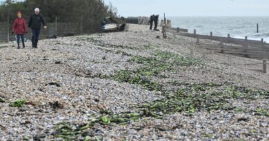Royaume-Uni : Des milliers de bananes ne s'échouent pas sur les plages anglaises