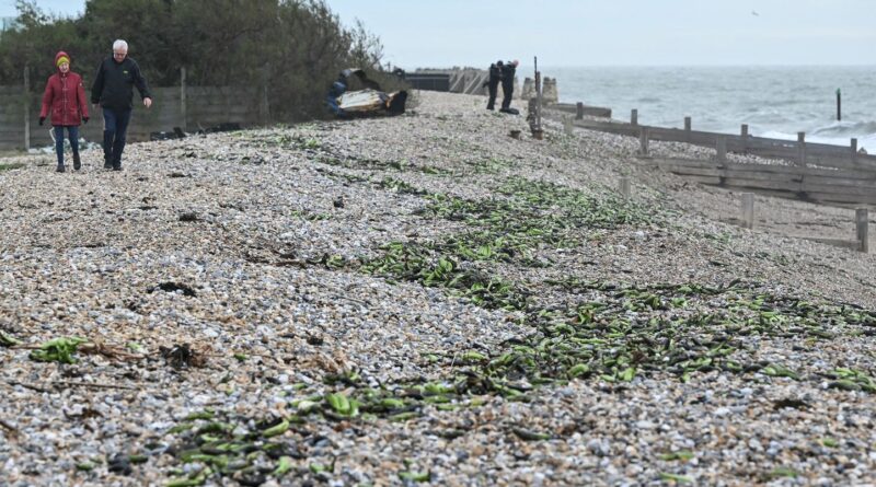 Royaume-Uni : Des milliers de bananes ne s'échouent pas sur les plages anglaises