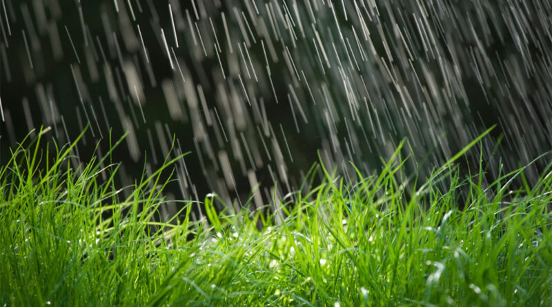 Semis bien engagés malgré le manque de pluies en octobre et novembre
