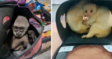 Trafic d'animaux vivants : records pour les singes, pangolins et félins