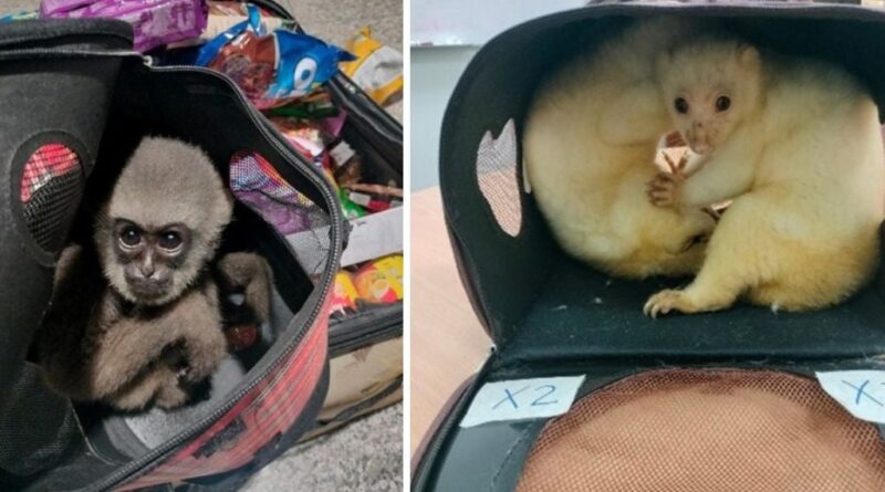 Trafic d'animaux vivants : records pour les singes, pangolins et félins