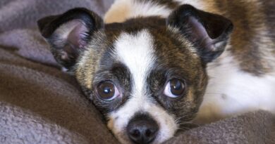 Un chiot acheté chez un éleveur véreux décède deux jours plus tard.