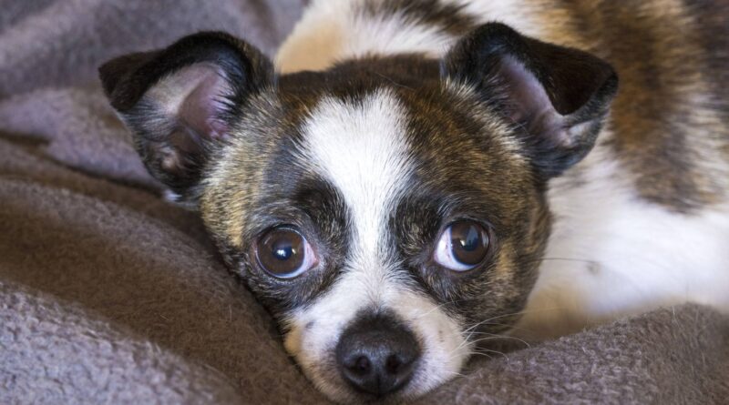 Un chiot acheté chez un éleveur véreux décède deux jours plus tard.