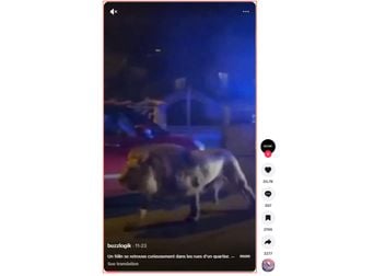 Un lion échappé d’un cirque ne déambule pas dans Paris.