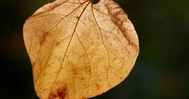 Un retraité condamné à 285 euros d’amende pour avoir recraché une feuille.