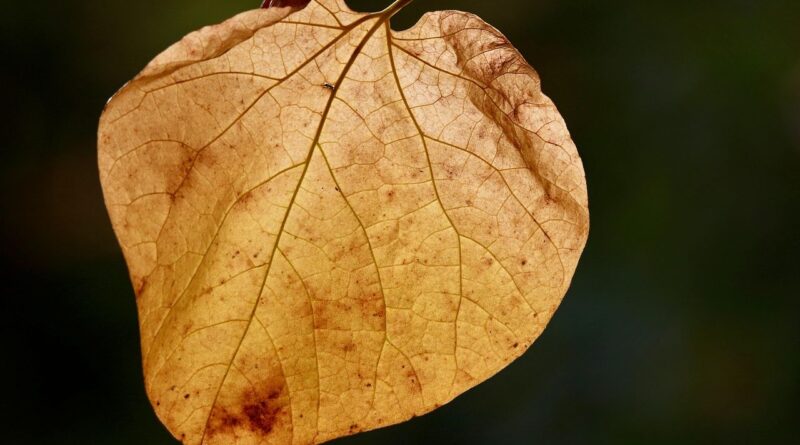 Un retraité condamné à 285 euros d’amende pour avoir recraché une feuille.