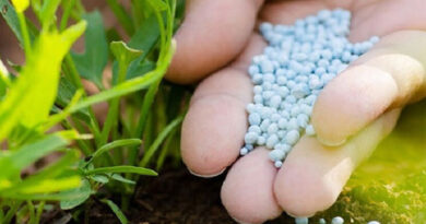 60 tonnes d’ammonitre arrivent à Medjez el Bab pour les agriculteurs.