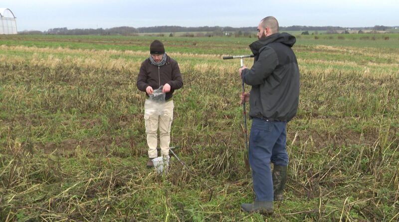 78% des sols agricoles wallons contaminés aux insecticides, y compris les non traités.