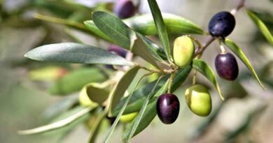 7e édition du Salon national de l'olivier du 21 au 24 janvier à El Attaouia