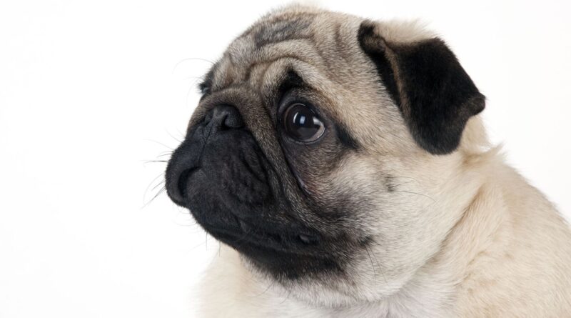 Alsace : Deux hommes ont « kidnappé » le chien de Cyril Schreiner.