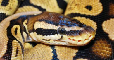 Australie : « Chérie, ne bouge pas »… Un python géant à son réveil