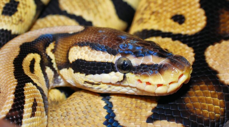 Australie : « Chérie, ne bouge pas »… Un python géant à son réveil