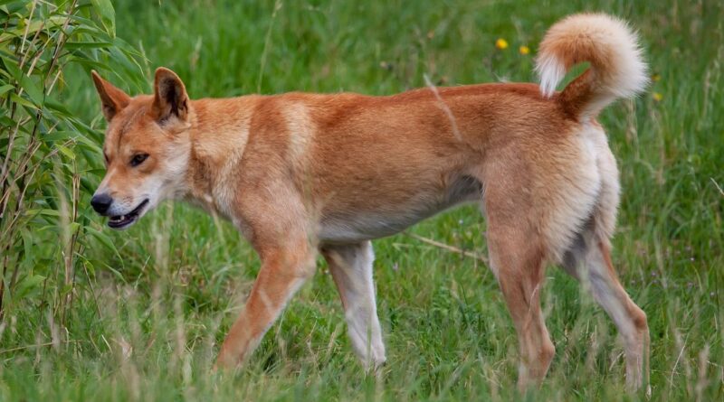 Australie : Une jeune femme de 19 ans retrouvée morte sur une plage entourée de dingos.