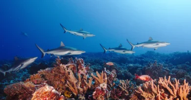 Biodiversité : un partenariat pour protéger les poissons cartilagineux en Tunisie.