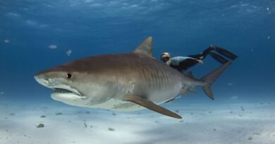 Brésil : Un enfant de 13 ans tué par un requin en baignade