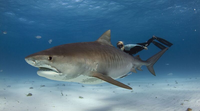 Brésil : Un enfant de 13 ans tué par un requin en baignade