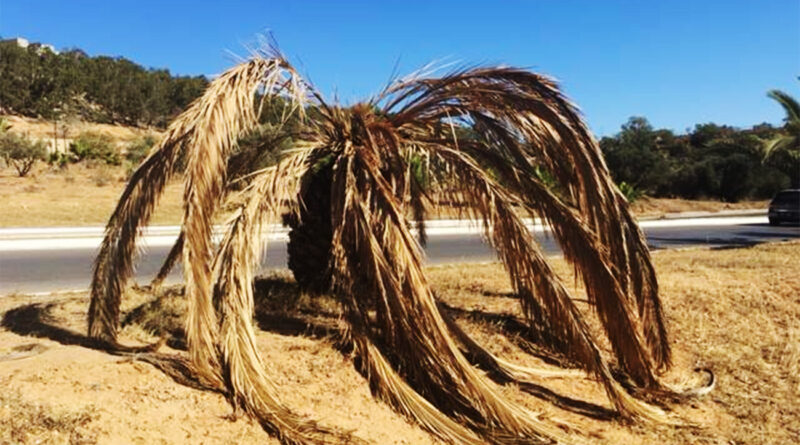 Charançon rouge : un fléau menaçant les villes et les oasis
