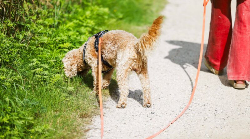 Chiens électrocutés sur un trottoir en plein Paris