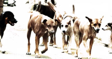 Chiens errants : Abattage et extermination, solutions temporaires à envisager