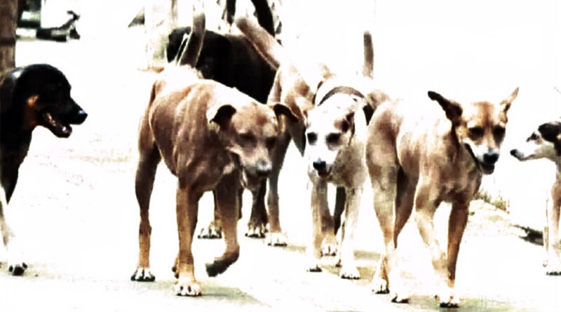 Chiens errants : Abattage et extermination, solutions temporaires à envisager