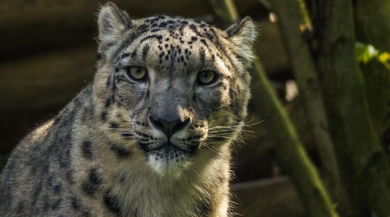 Chine : Une femme attaquée par une panthère des neiges en selfie