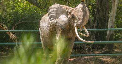 Décès de l'éléphante « Baby » : une enquête au parc du Belvédère