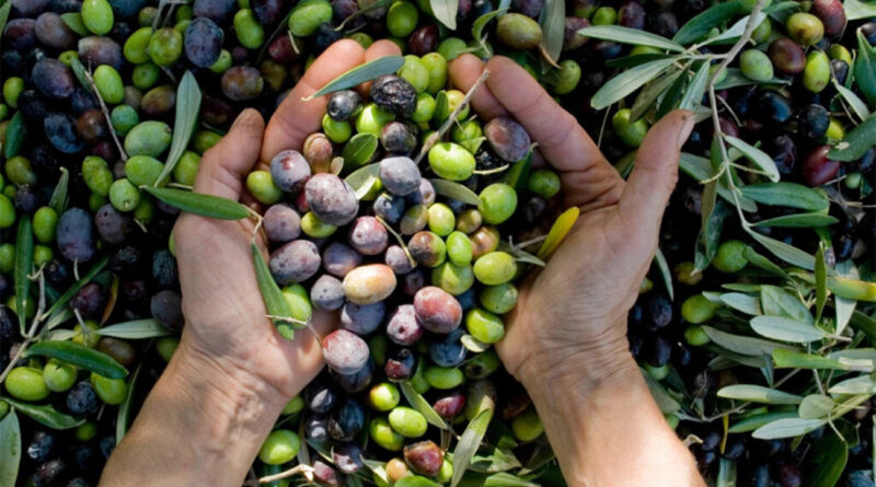 Du 29 janvier au 1er février : Salon de l'investissement agricole à Sidi Bouzid