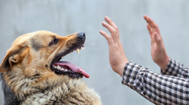 El Mourouj 4 : un chien errant blesse trois élèves et sème la panique.