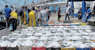 État des stocks halieutiques en Méditerranée marocaine