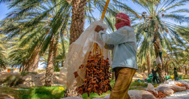 Filière des dattes : Enjeux de qualité face aux volumes actuels