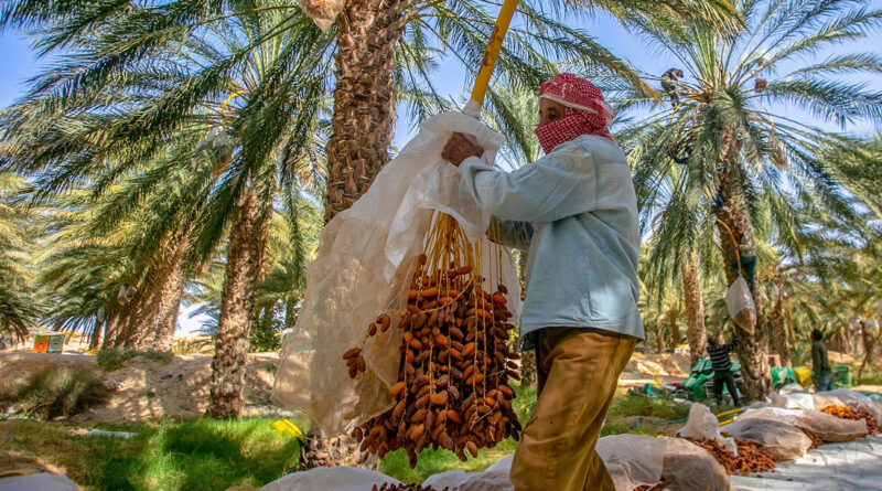 Filière des dattes : Enjeux de qualité face aux volumes actuels