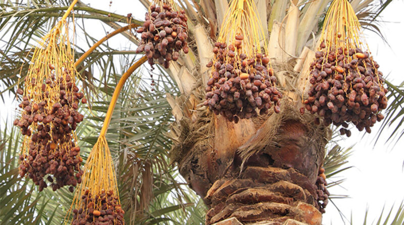 Filière des dattes : Repenser les stratégies pour valoriser la chaîne.