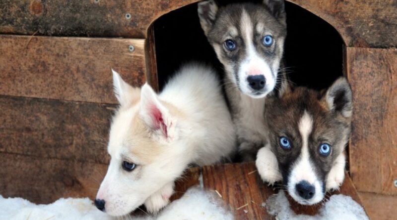 Grand froid : Faut-il laisser les animaux dehors cet hiver ?