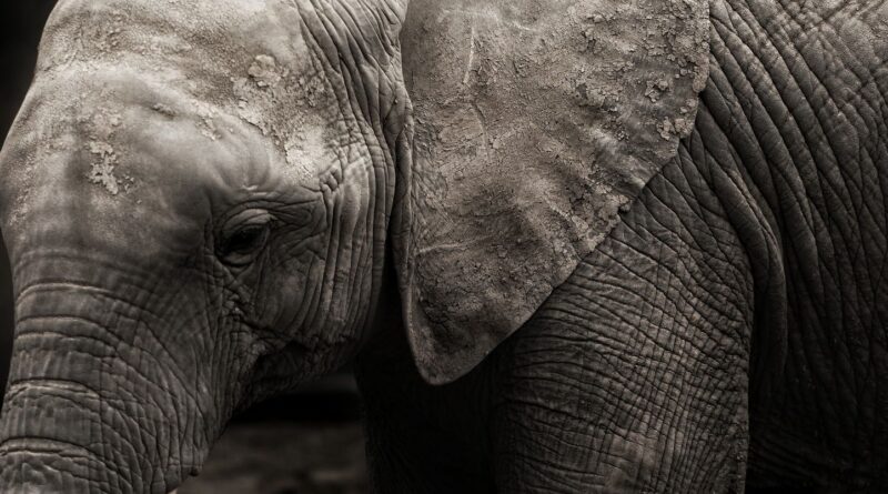 Inde : Un éléphant traqué après avoir tué 20 personnes depuis janvier