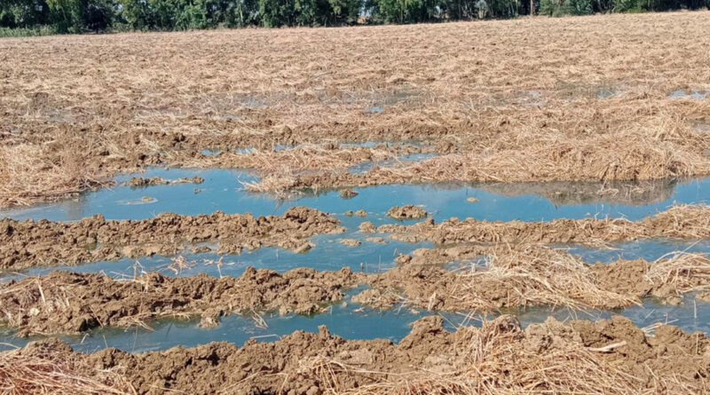 Intempéries : 12 millions de dinars pour les agriculteurs sinistrés