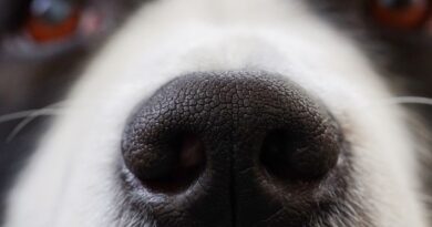 Italie : Un petit chien jette son fils dans le vide et le tue.