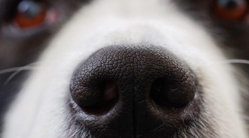 Italie : Un petit chien jette son fils dans le vide et le tue.