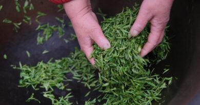 Japon : Un camion de thé provoque un accident mortel