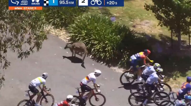 Jay Vine se casse le poignet après avoir percuté un kangourou.