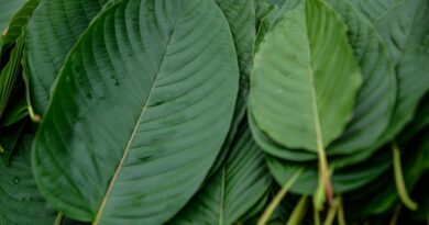 Kratom : la drogue pas vraiment illégale aux États-Unis.