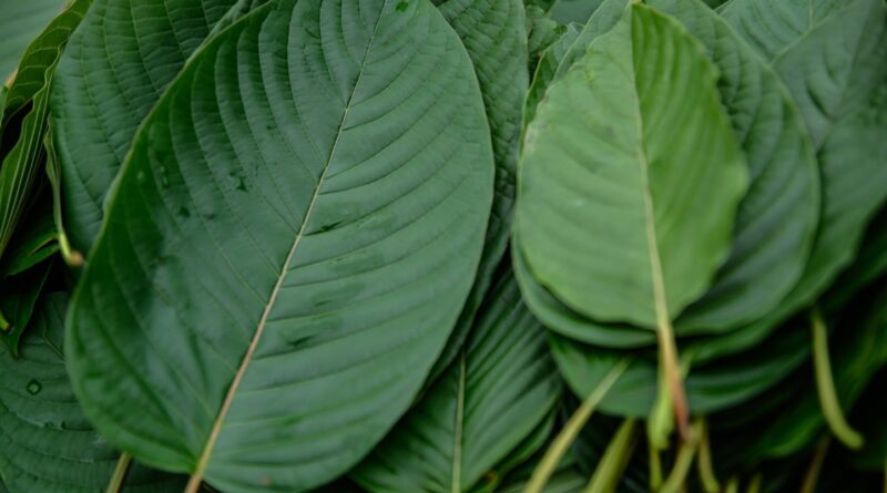 Kratom : la drogue pas vraiment illégale aux États-Unis.